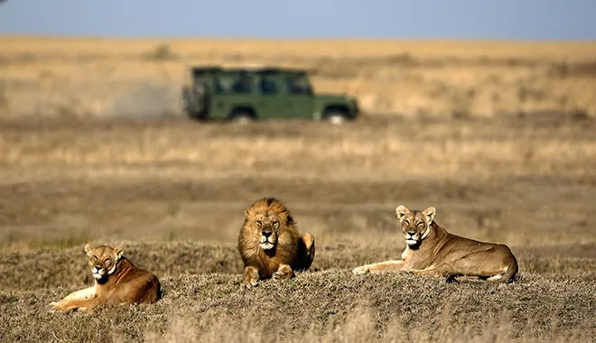 A Front-Row Seat to the Pride