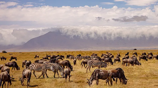 Tanzania Safari