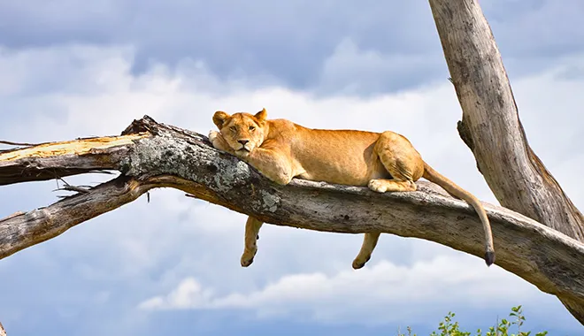 Tree Climbing Lions