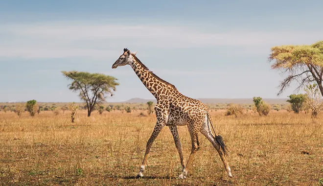 Wildlife Safari