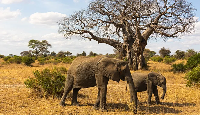 The Empire of Elephants