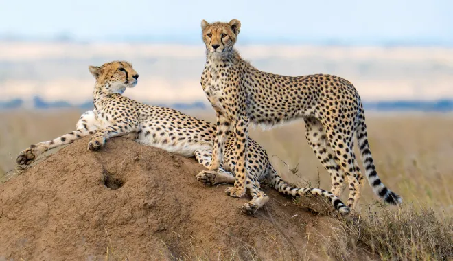 Wildlife Encounters