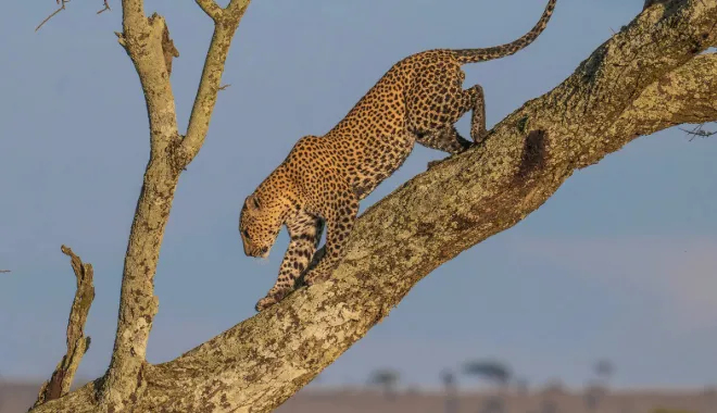 The Serengeti’s Silent Hunter