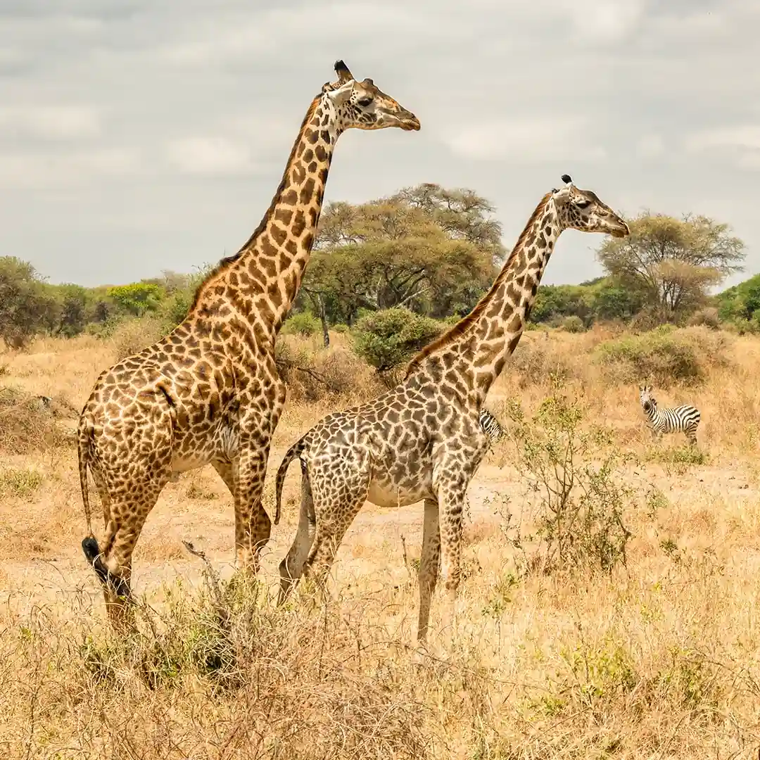 Best time to visit Kilimanjaro