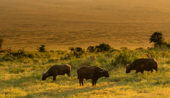 The Highlands’ Gentle Giants