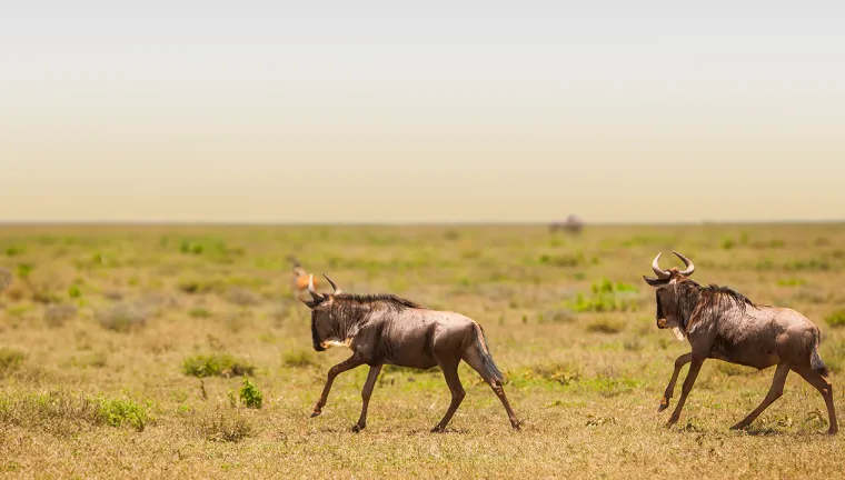 7 Days Migration Safari in Tanzania
