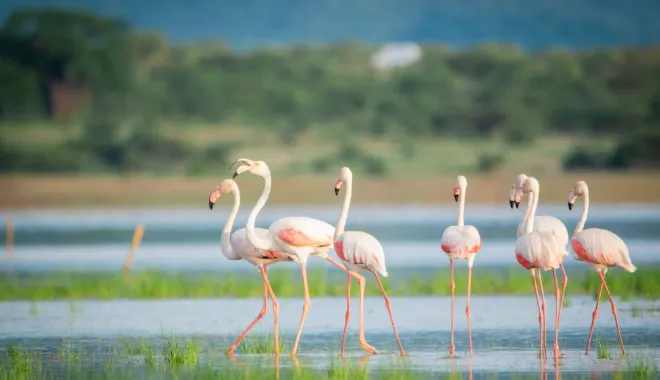 Flamingo Paradise