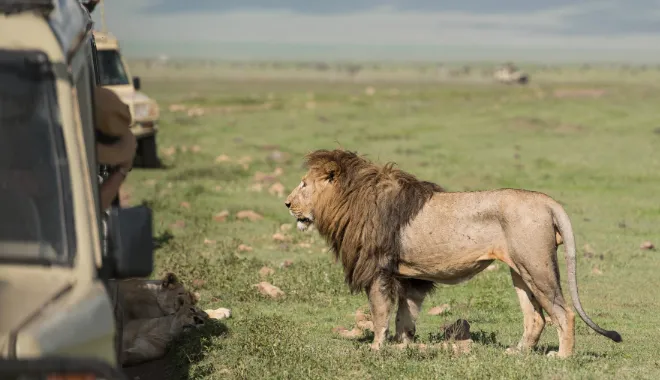 Big Five Safari