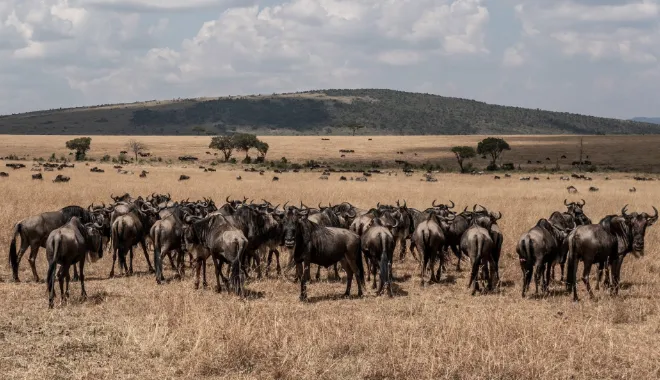 Great Migration