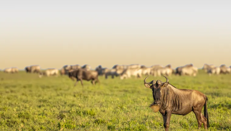 8 Days Migration Safari in Tanzania