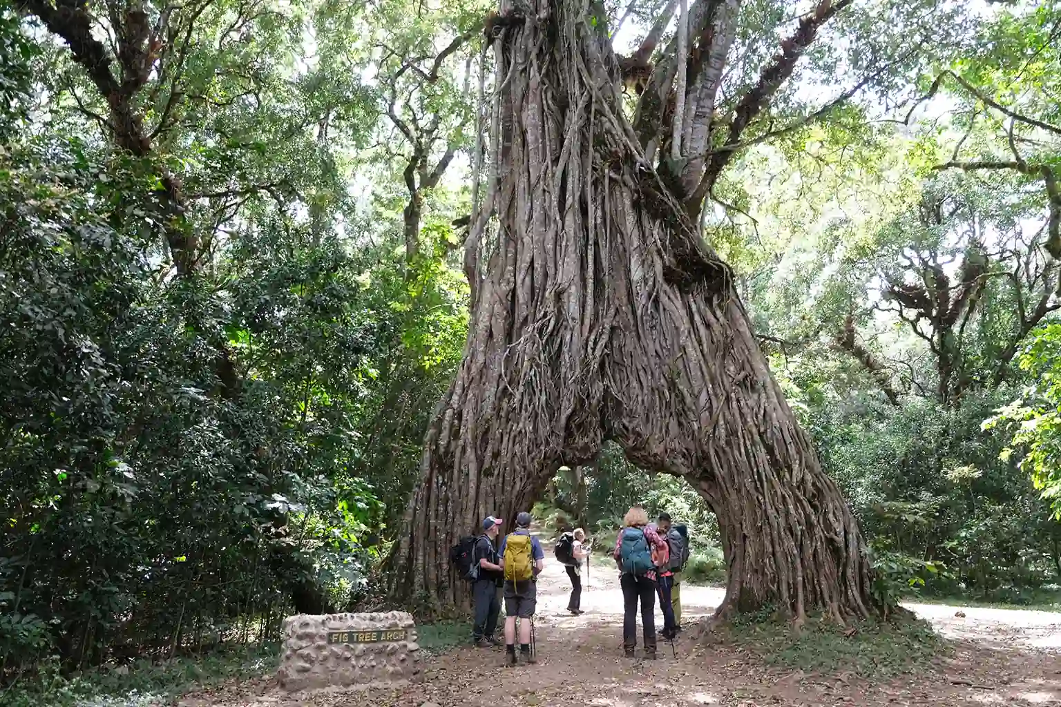 Arusha City Famous Tree