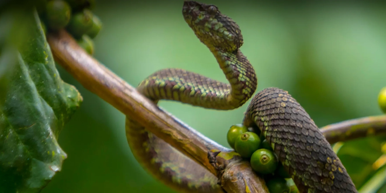 Arusha Snake Park Tour