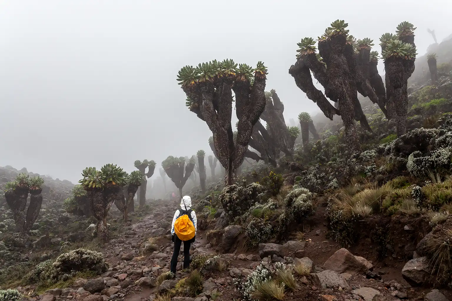 Kilimanjaro During the Peak Season