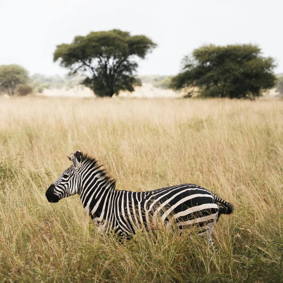 Tanzania Safari 