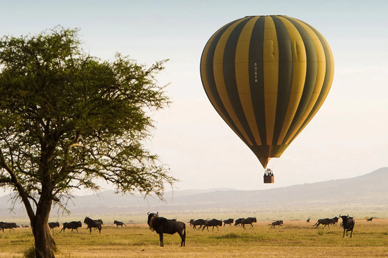 Hot Air Balloon Safari Wildebeest