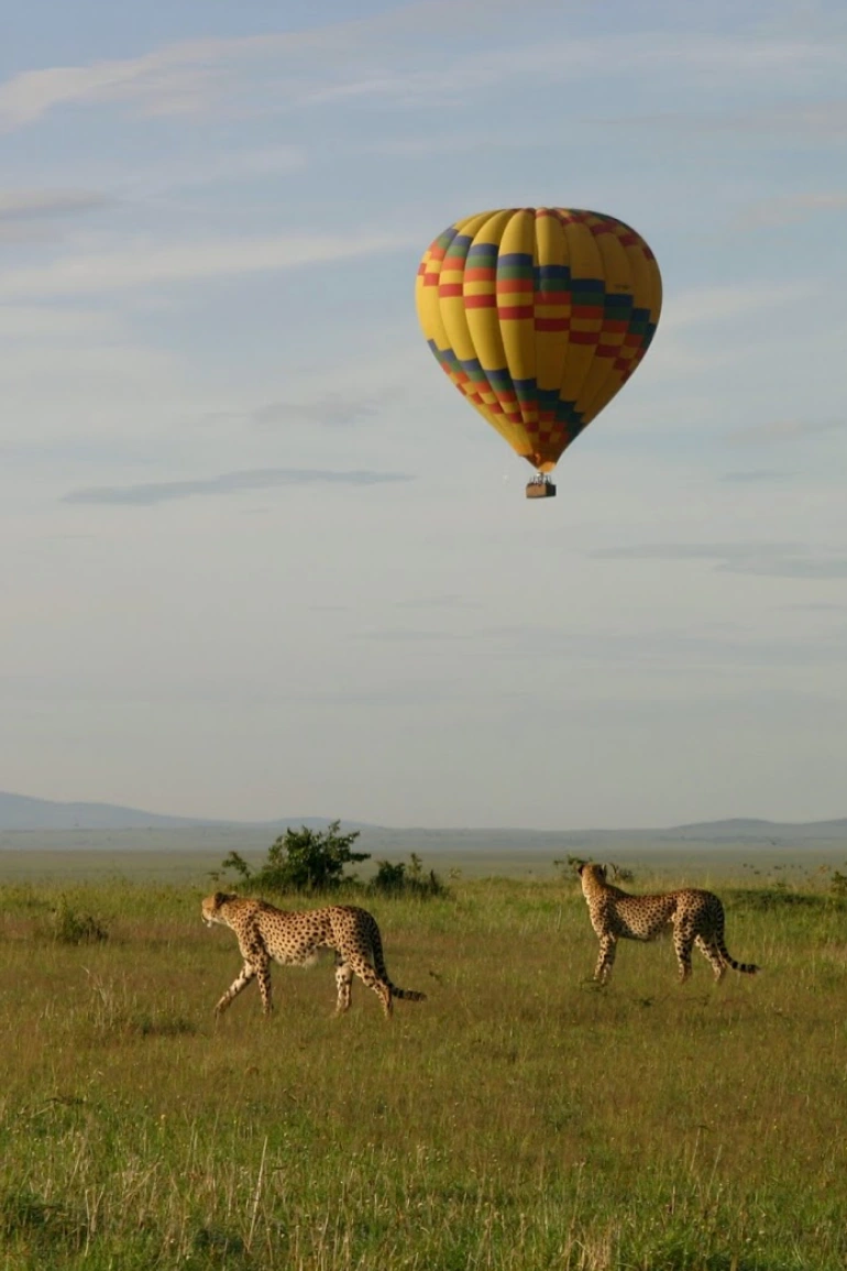 Bestday Safaris