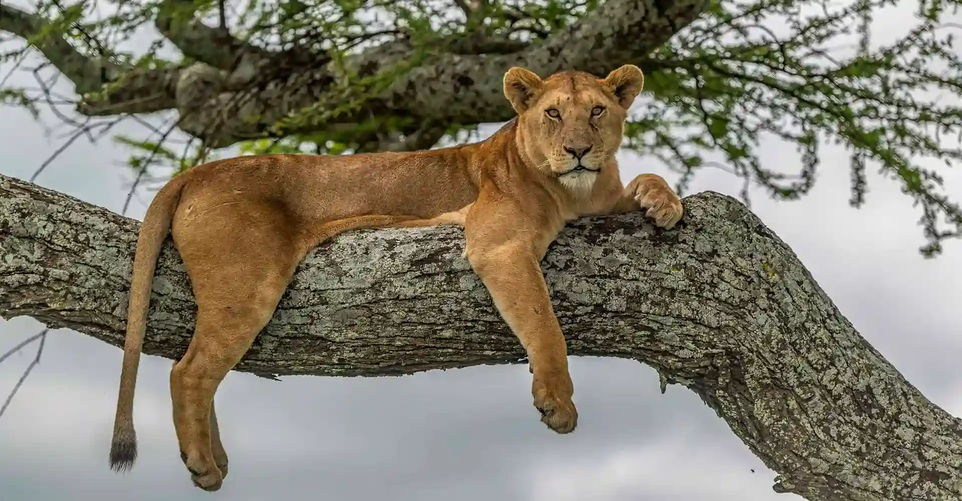 Lake Manyara National Park Wildlife