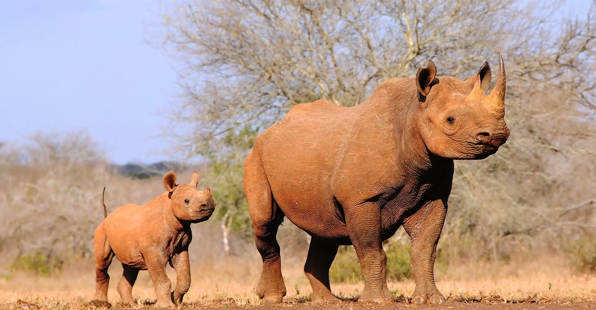 Mkomazi National Park Big Five