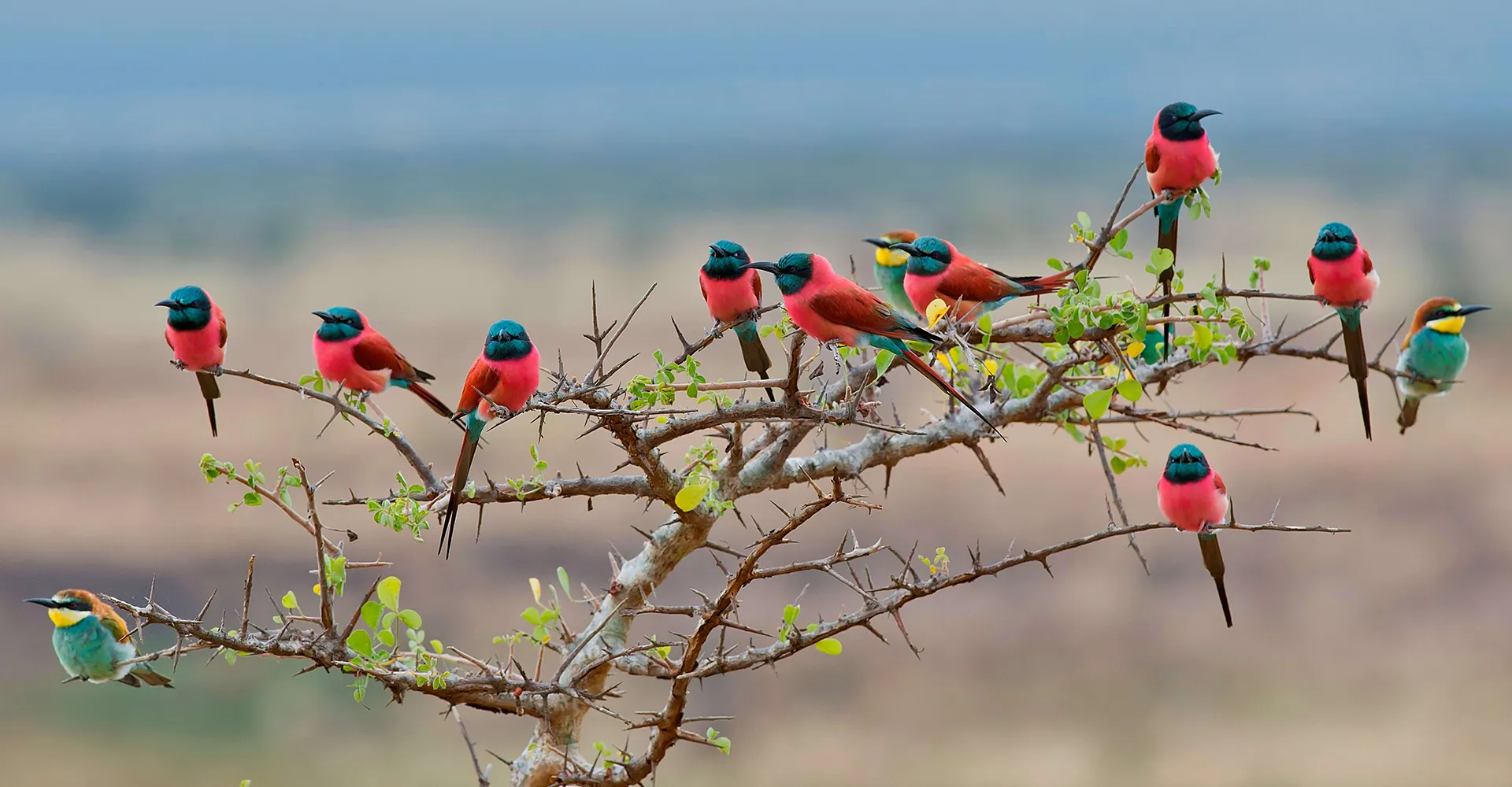 Mkomazi National Park Birdwatching