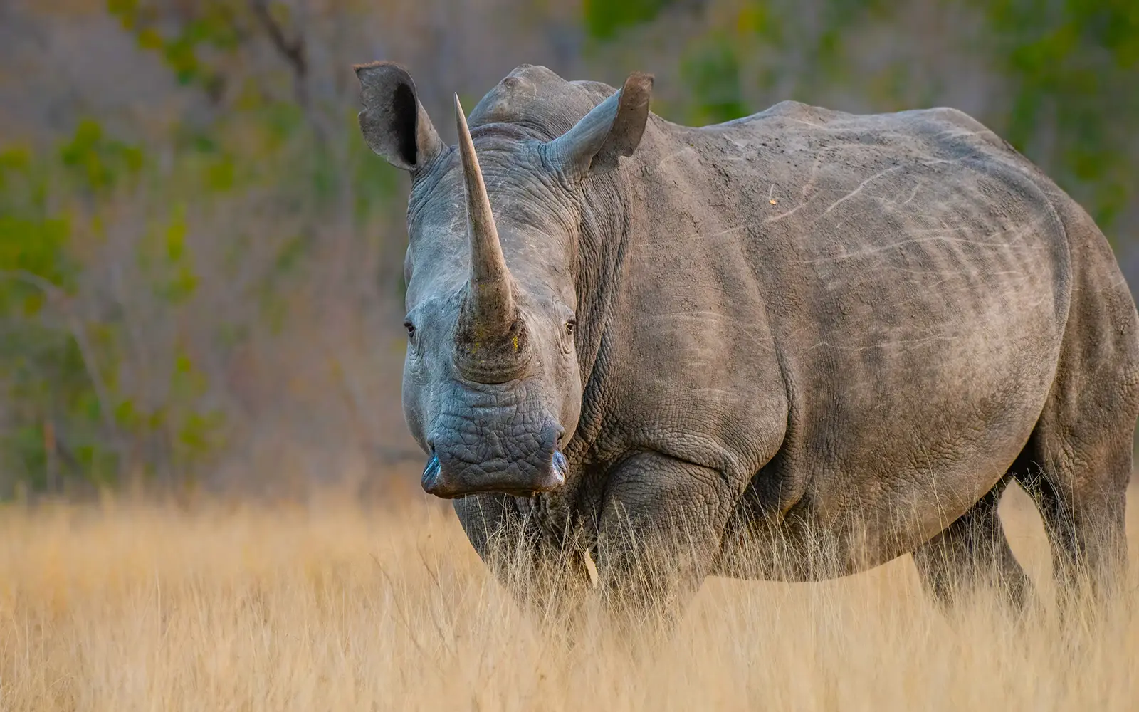 Rhino Visit