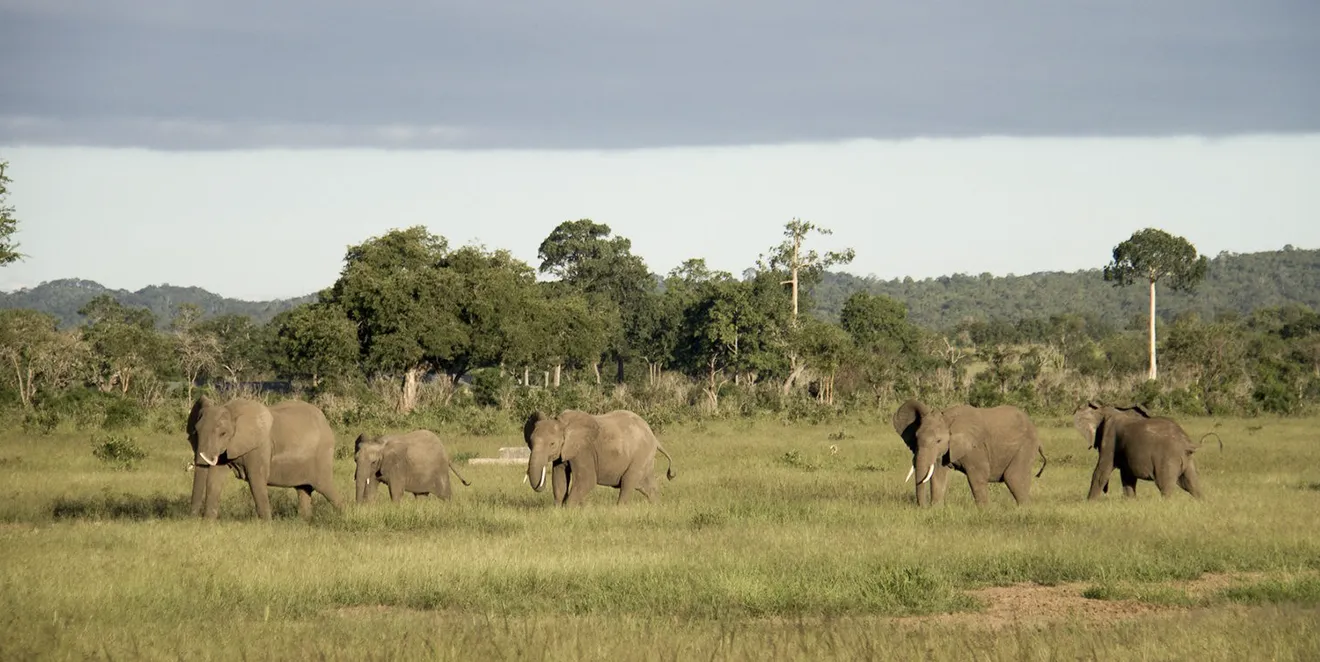 Mkomazi Attraction 