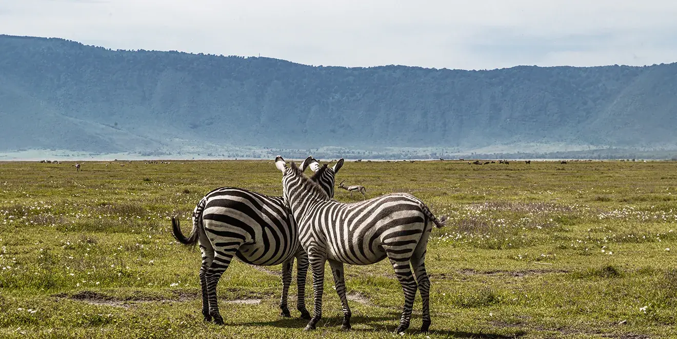 Ngorongoro Safari