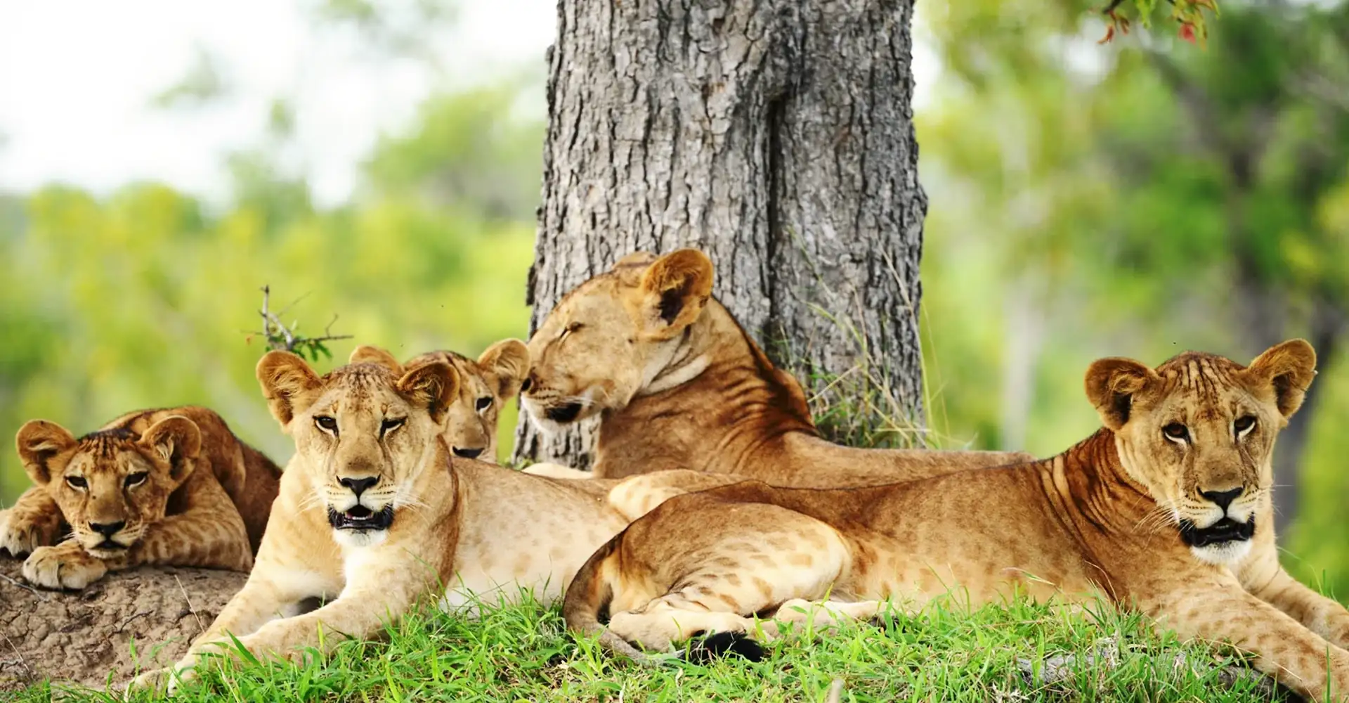 Nyerere National Park Wildlife