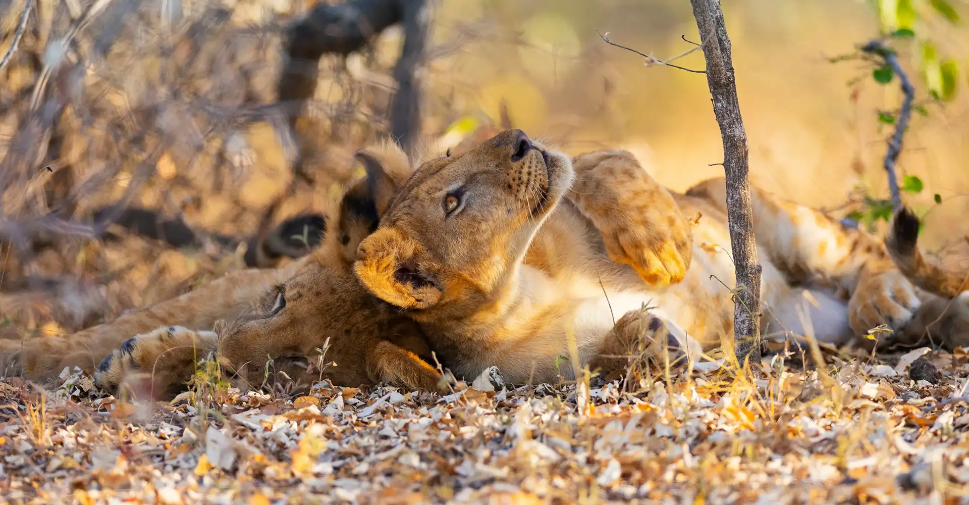 Nyerere National Park Bigfive