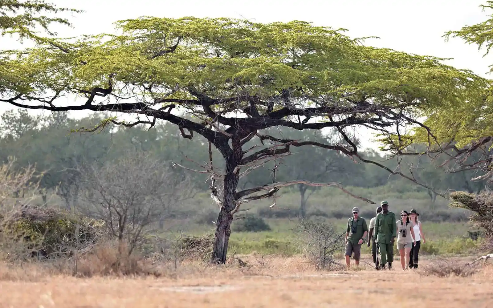 Walking Safari