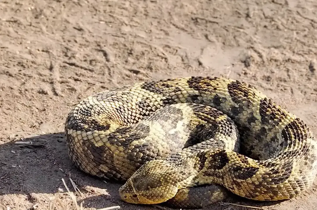 Arusha Snake Park Tour