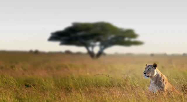 Lake Manyara National Park