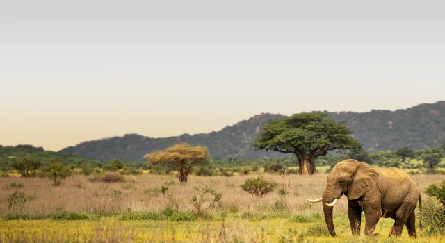 Ruaha National Park