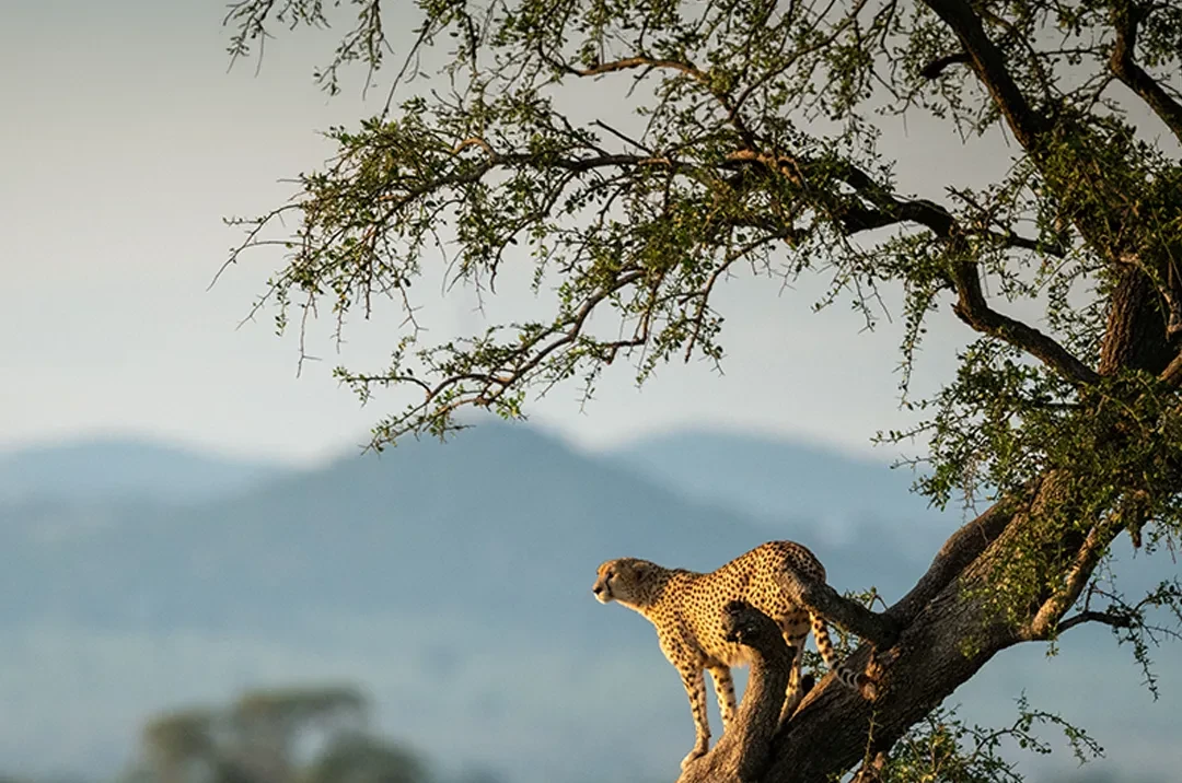 Tanzania Safari FAQs