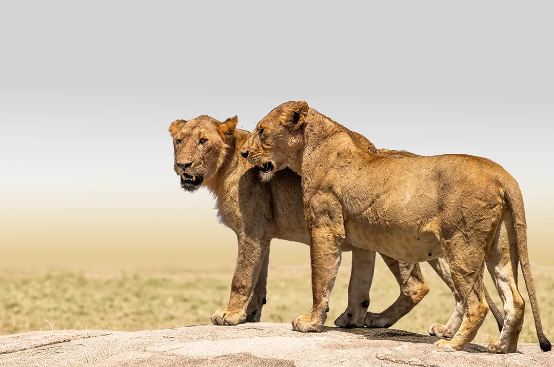 Tanzania Private Tour Packages