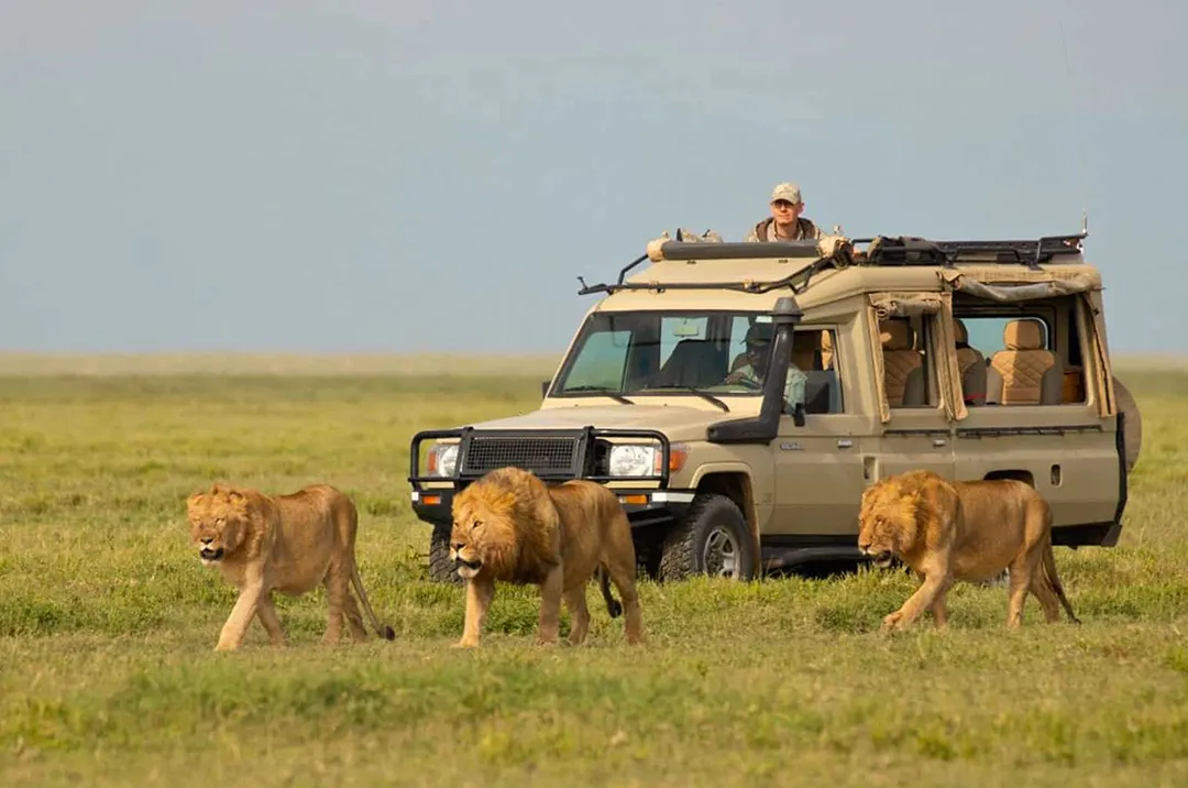 Tanzania Safari Cost