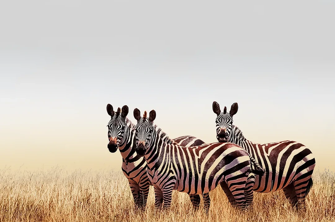 Tanzania Wildlife Safari Packages