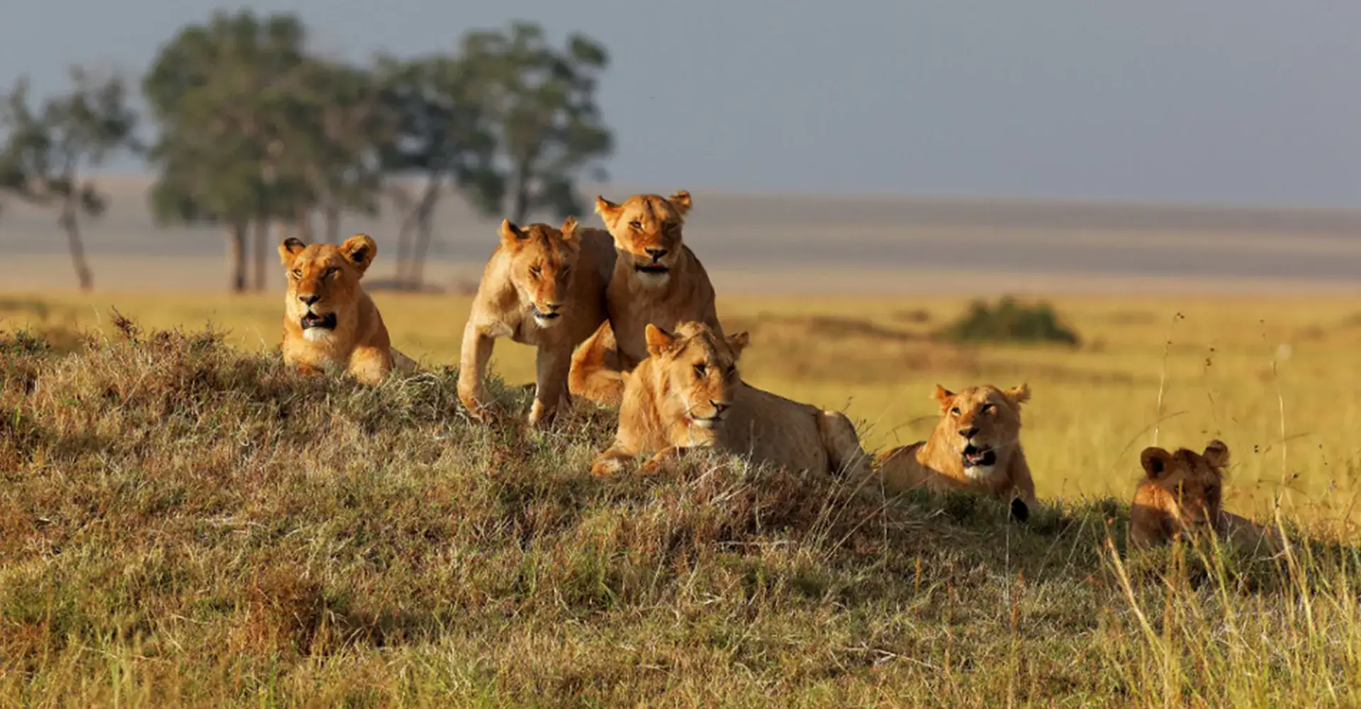 Ruaha National Park Wildlife