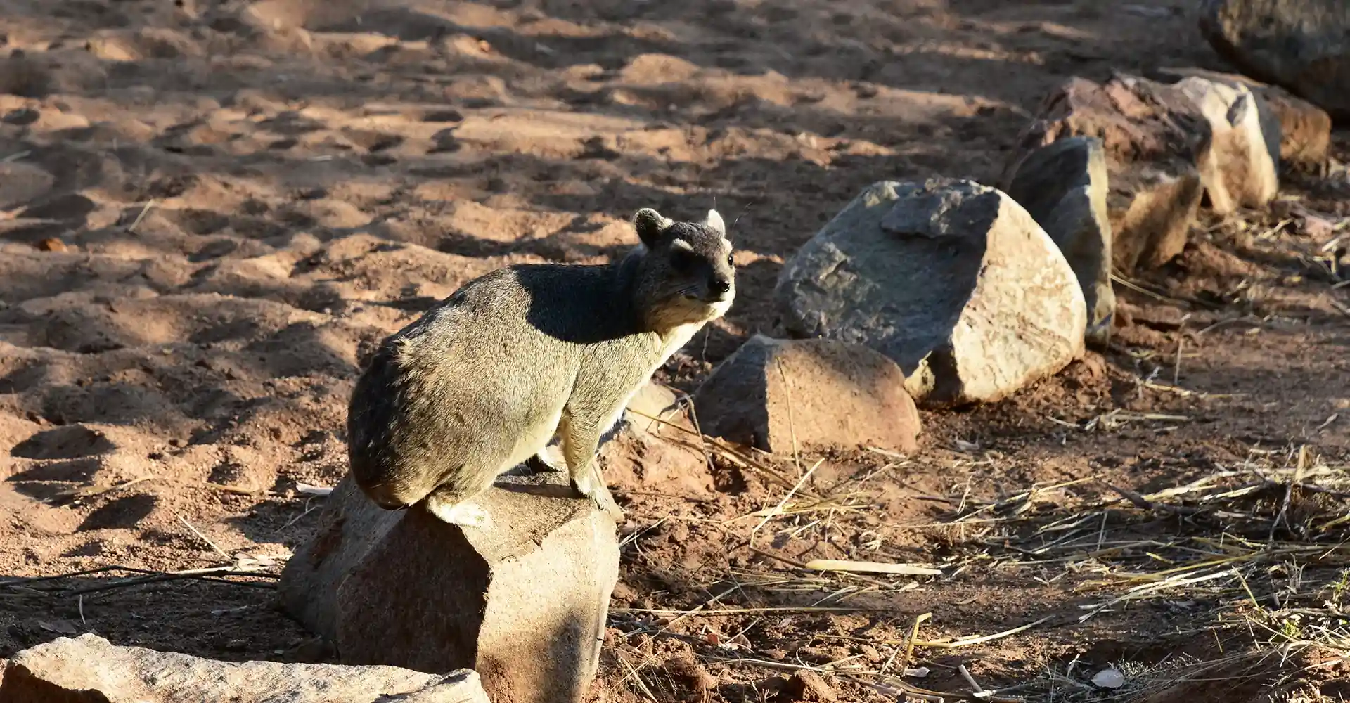 Ruaha National Park Attractions