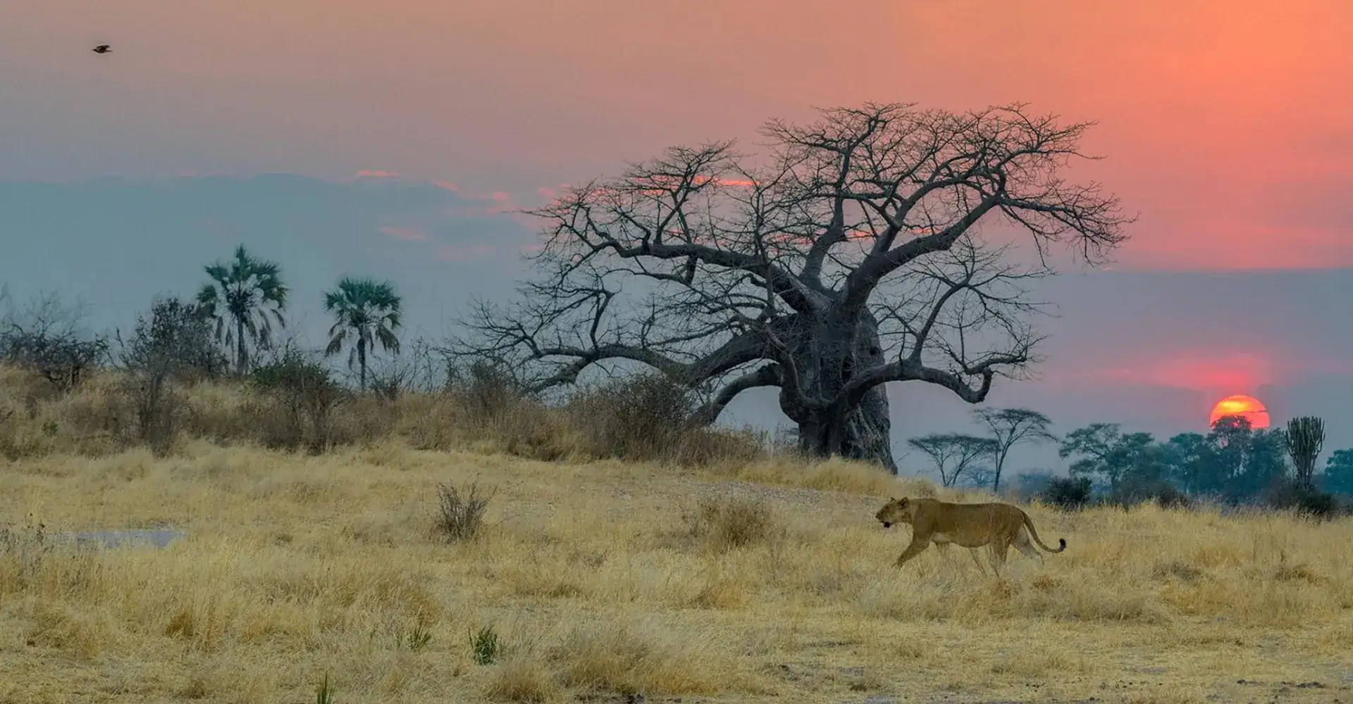 Ruaha National Park Wildlife