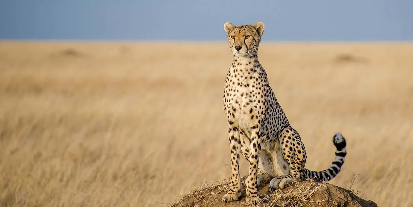 Ruaha Attractions