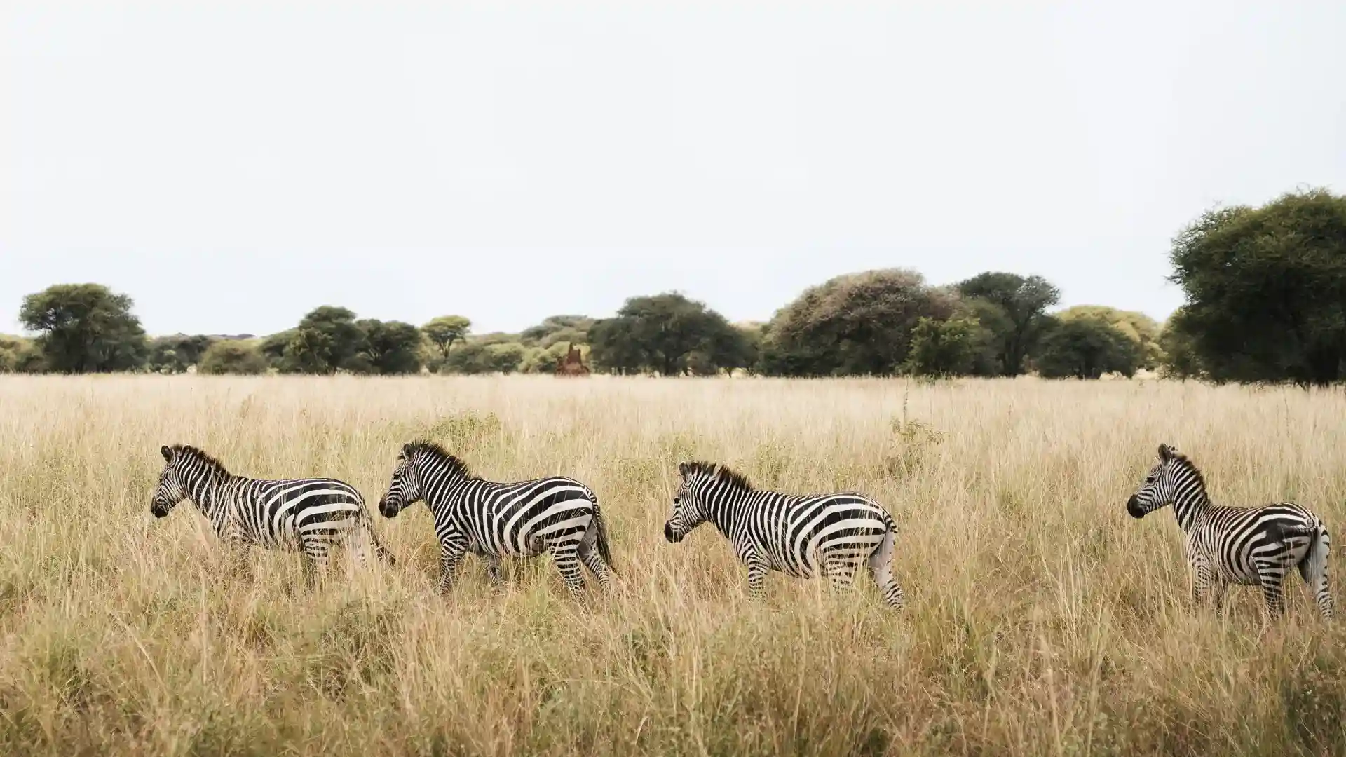 Serengeti Safari