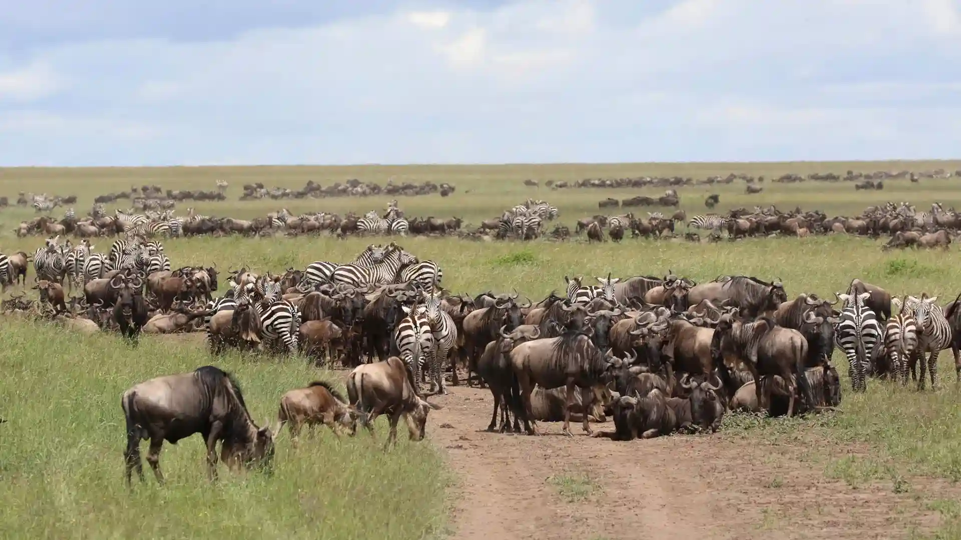 Serengeti Safari