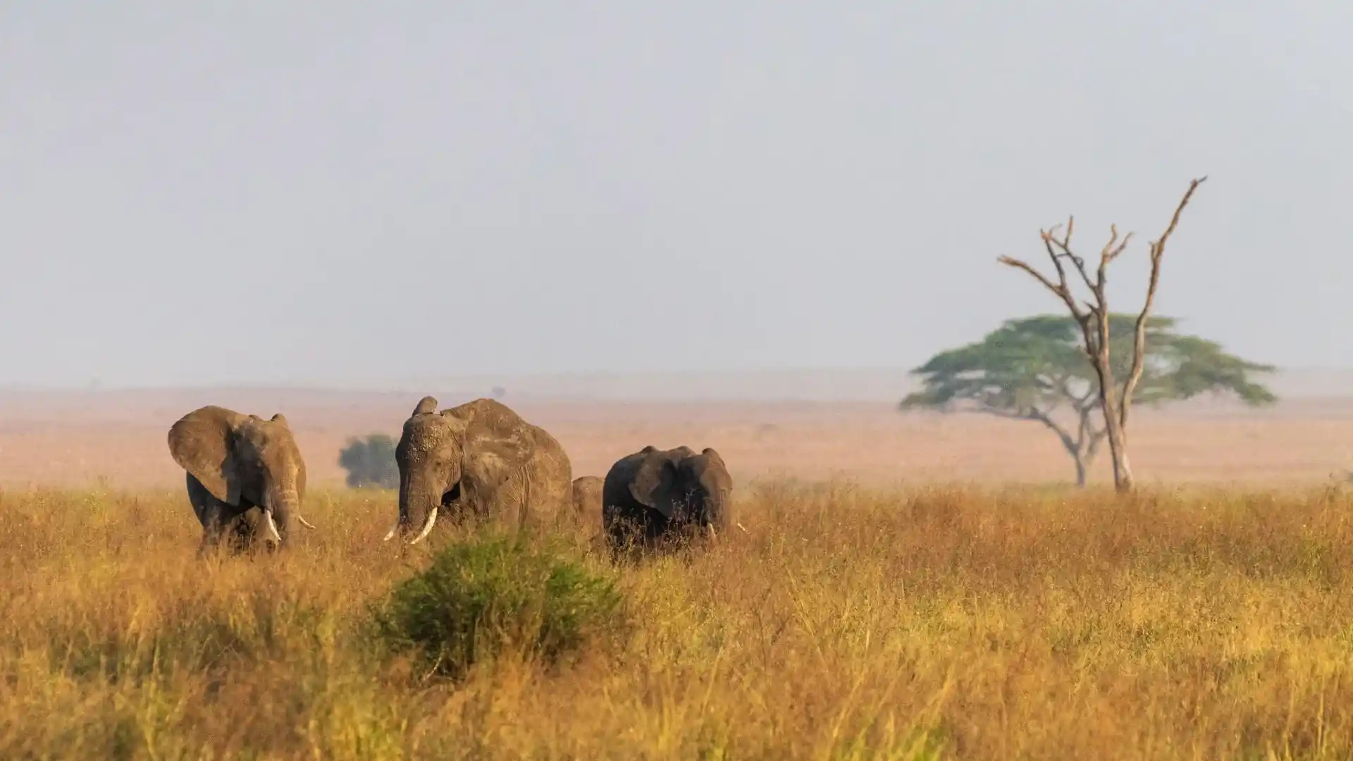 Serengeti Safari