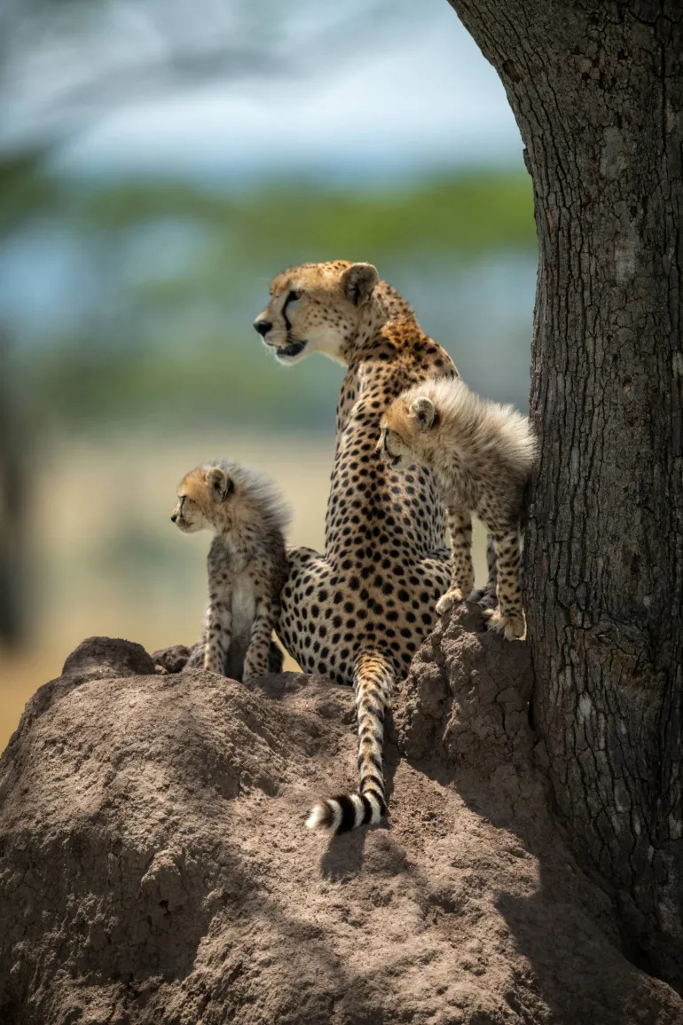 Bestday Safaris