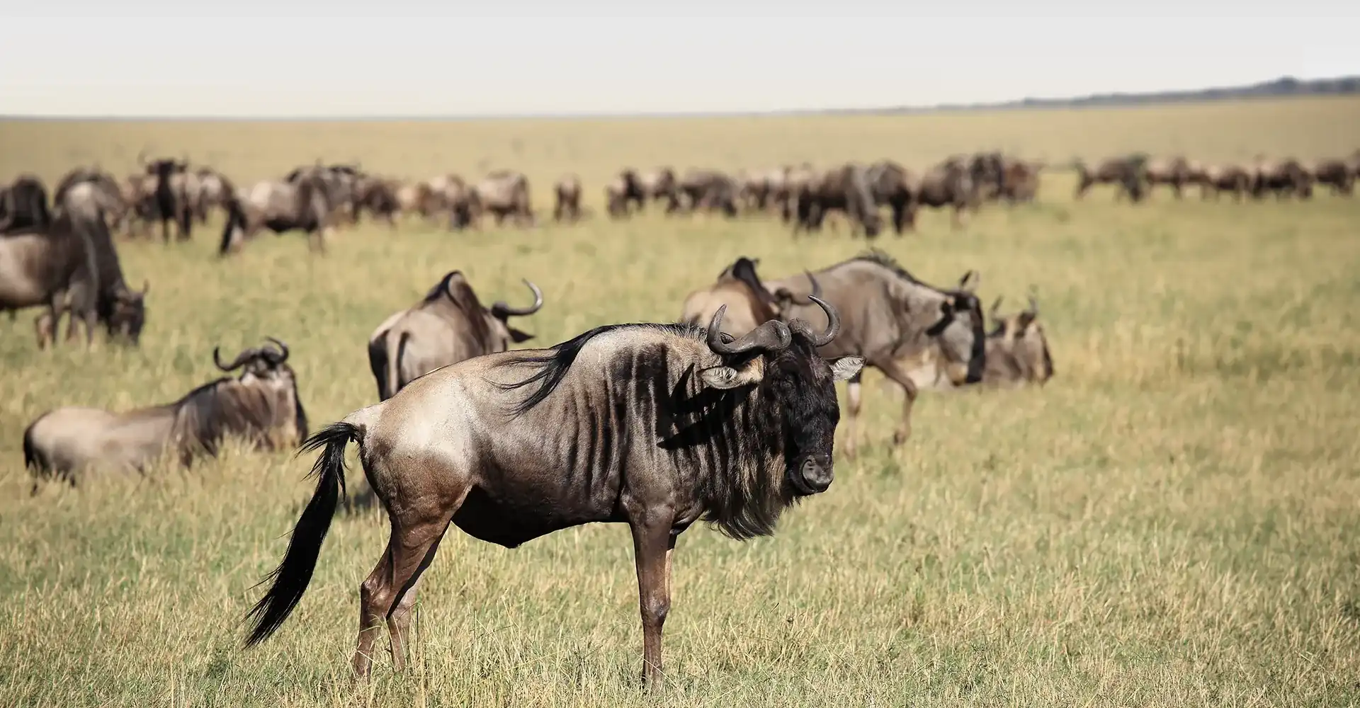 Serengeti Migrations