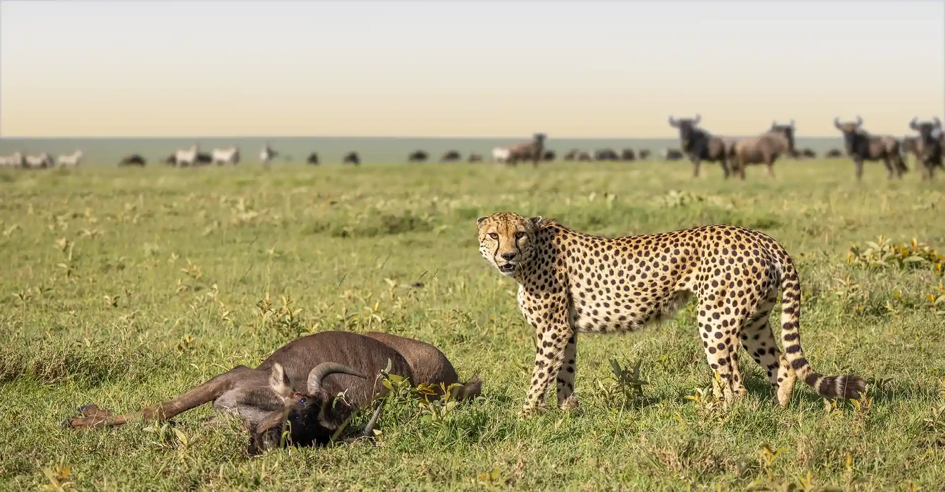 Serengeti Wildlife