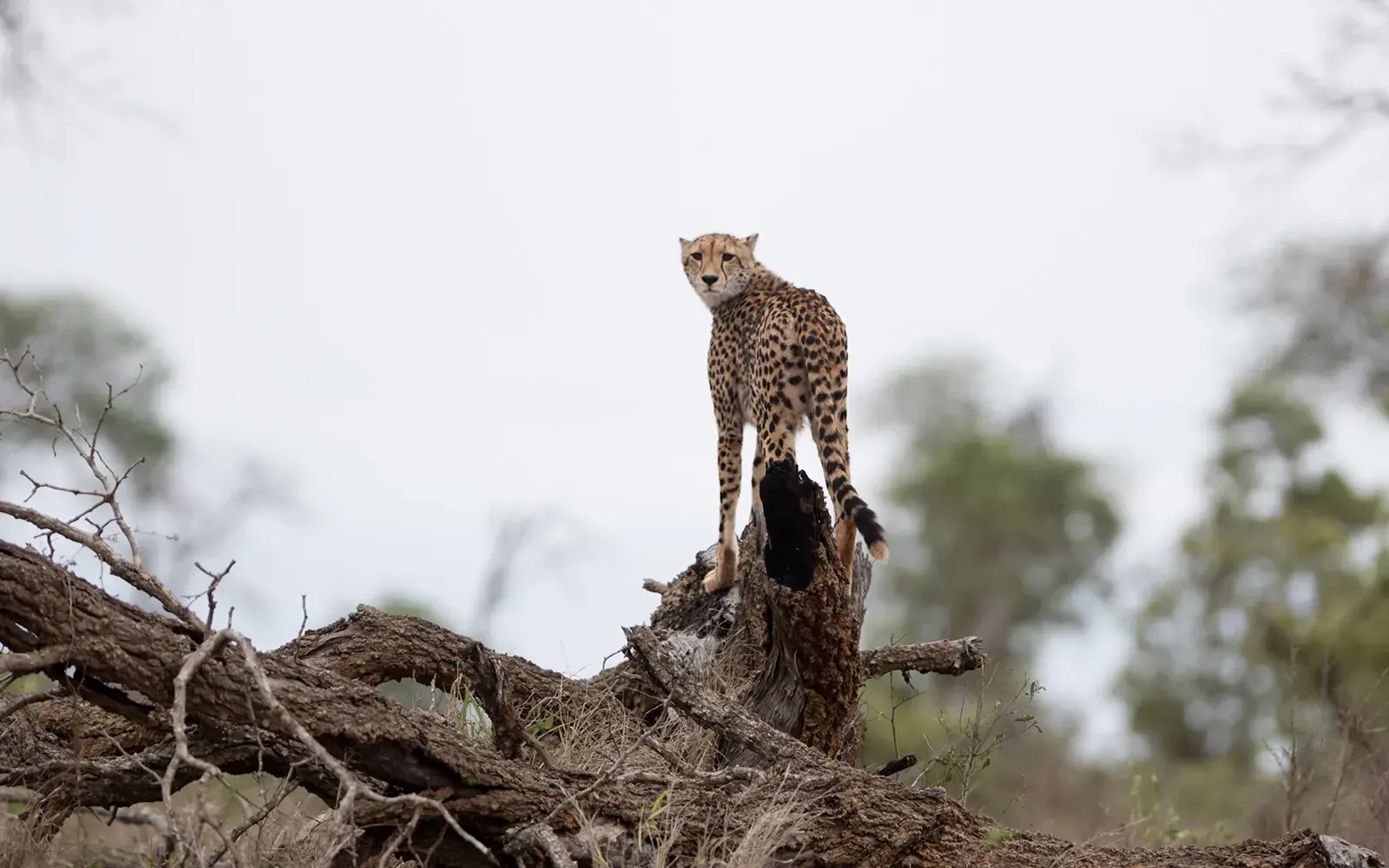 Game Drives