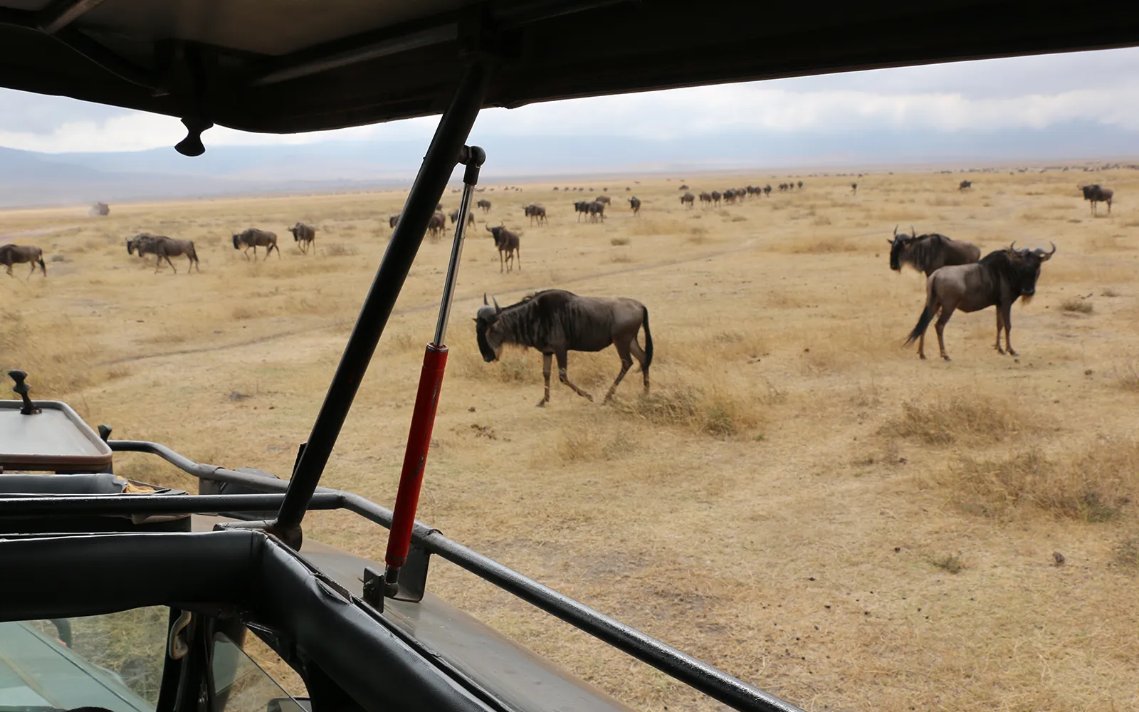 Migration Viewing