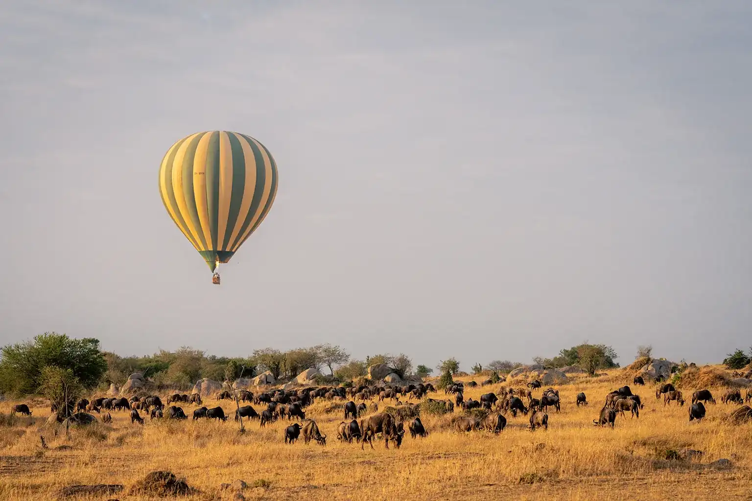 Balloon Safari
