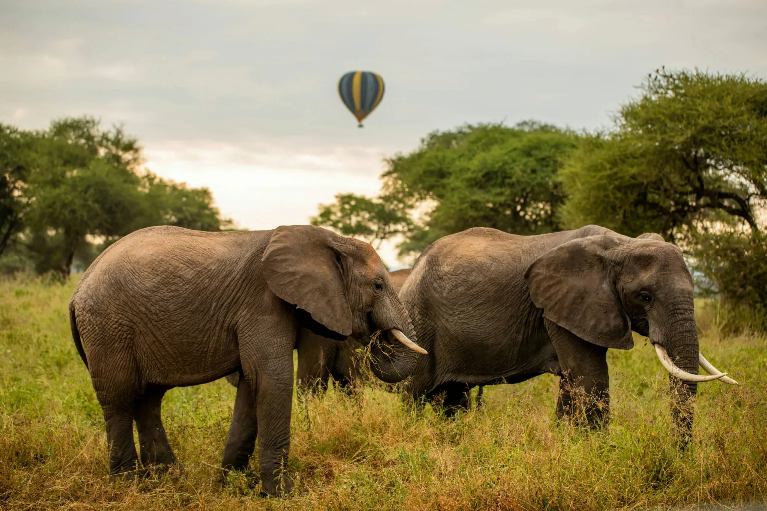Serengeti Safari Cost